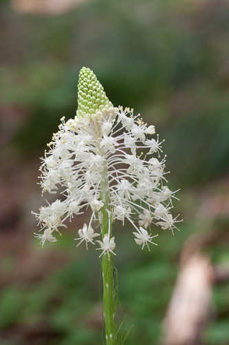 Xerophyllum asphodeloides #19